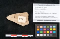 Foto (Objekt + Etikett) von Callitris brongniartii Endl. (NHMW-GEO-2024-0188-8213)